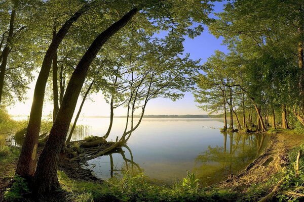 Árboles en la orilla del lago