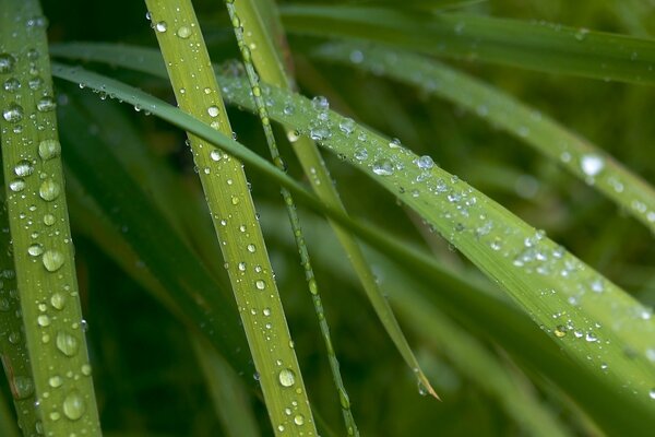 Dew drops on the green grass in the morning