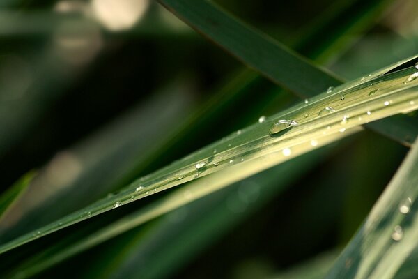 Gotas de agua en la hierba verde