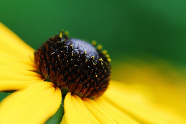 Fleur de camomille avec boule noire et feuilles jaunes