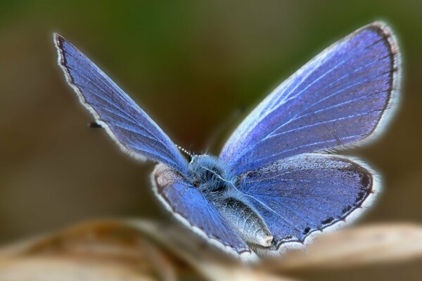 Mariposa con brillo azul en las alas