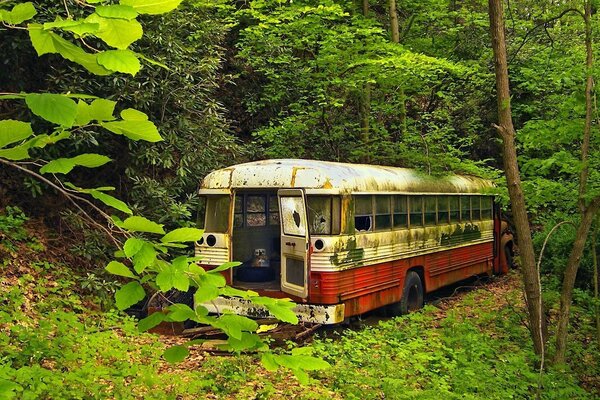 Vieux bus dans la forêt