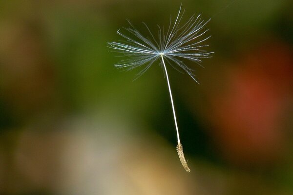 A fluffy petal has come off and is flying in the wind