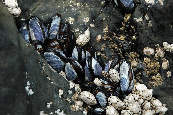 Clams and rocks are the best disguise!