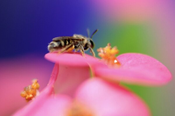 Una avispa en una flor de rosa bebe néctar