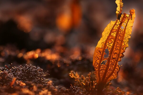 A leaky withered leaf of grass