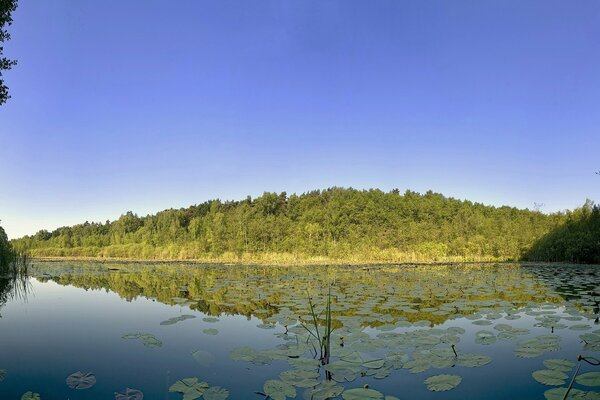 The reflection of the forest in the water. Leaves on the water surface