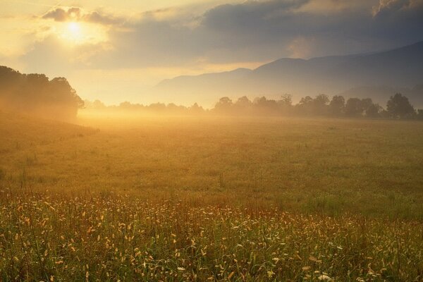 Sunset on a green meadow