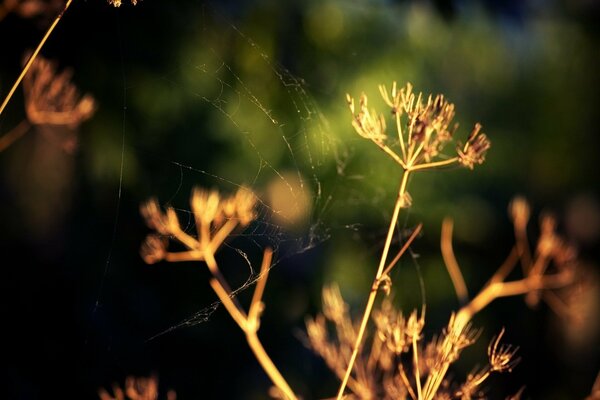 Cobwebs on the grass dry from the sun