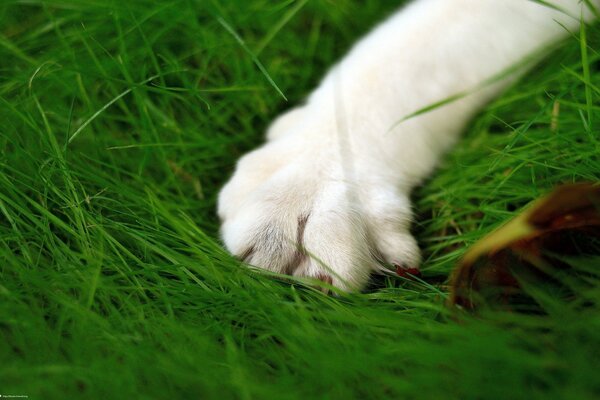 Patte de chat sur l herbe verte