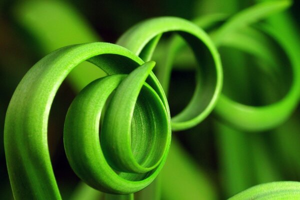 Spirale inhabituelle d herbe verte