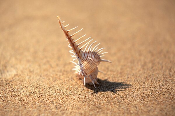 Conchiglia a spillo su una spiaggia di sabbia illuminata dal sole