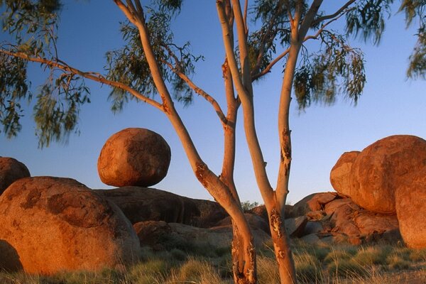 Abgerundete Steine und Baum bei Sonnenuntergang