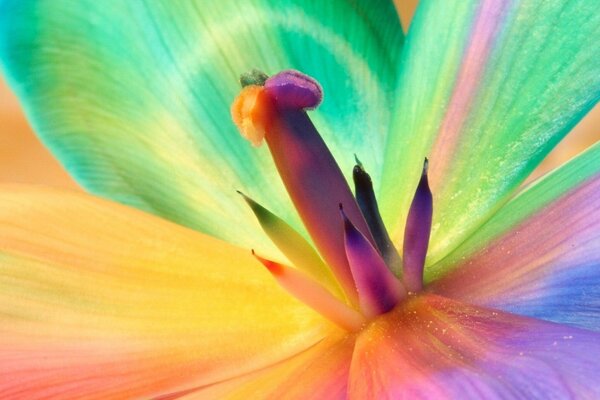 Fiore luminoso multicolore. Petali color arcobaleno