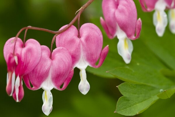 Flowers in the form of a heart