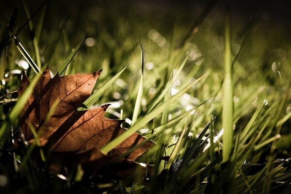 Durchscheinendes Ahornblatt im Gras