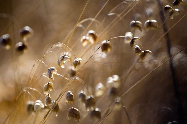 Campane secche in un campo autunnale