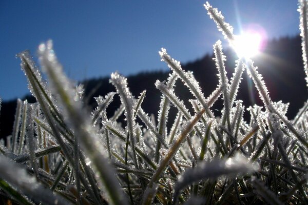 Frosty morning. The grass is covered with frost