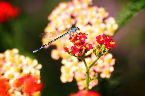 Libelle auf roten kleinen Blumen