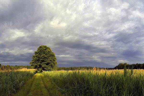 A field with a tree in the middle and a beautiful sky