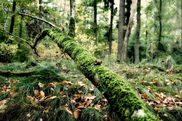 Árbol cubierto de musgo en el bosque