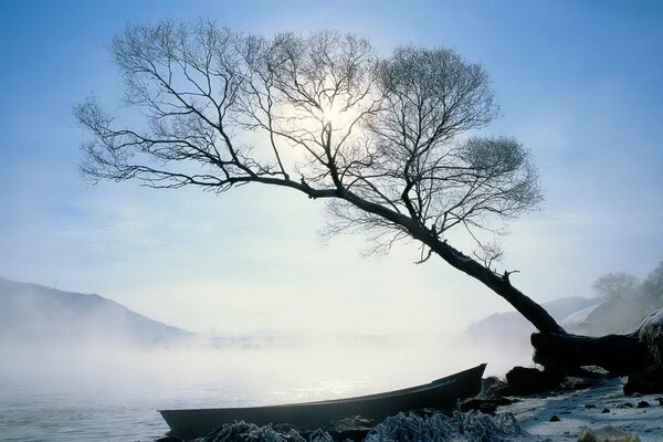 A boat in the fog above the water next to a tree