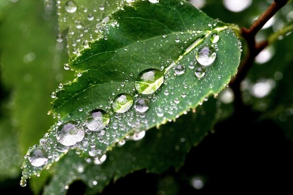 Small drops of water on a green leaf