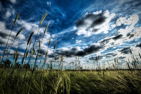 Spighette sul campo sotto il cielo blu