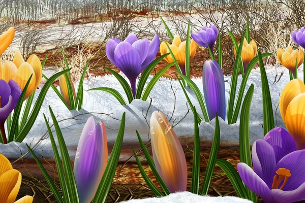 Bucaneve fiori nella foresta nella neve in primavera