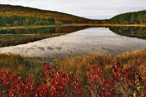 Foliage on the shore of the lake