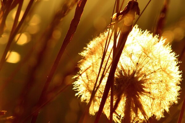 Gras bei Sonnenuntergang des Tages, das Licht fällt auf den Löwenzahn