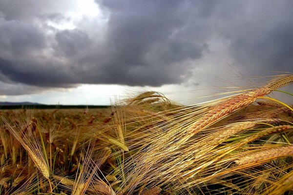 Ein goldenes Feld mit Weizen-Ährchen auf einem Hintergrund von Wolken