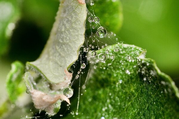 Gotas de agua en una telaraña en la hierba