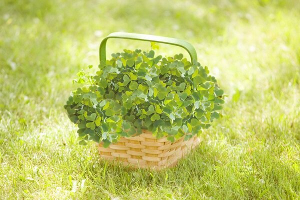 Clover in a wicker basket on the grass