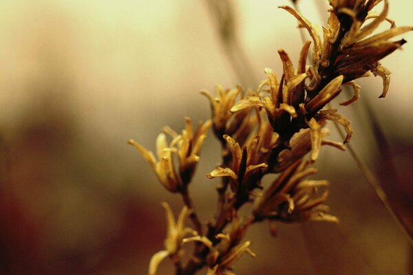 Photo d une branche d automne avec des fleurs. Herbes des champs