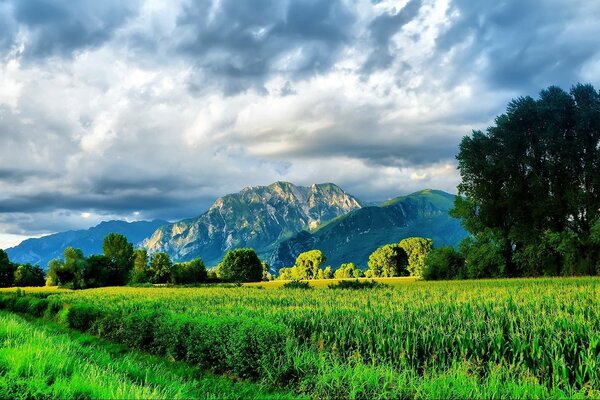 Helle Farben in der sommerlichen Natur der Berge