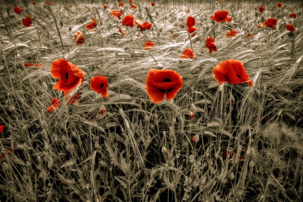 Leuchtend rote Mohnblumen im Feld