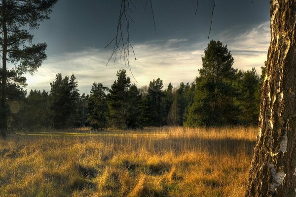 The clouded sky over the clearing