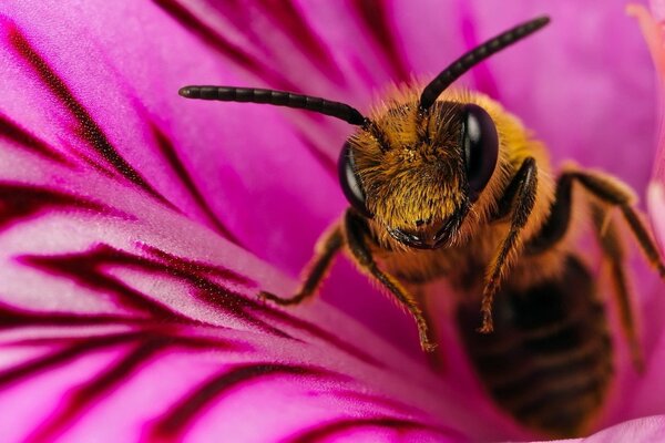 Una abeja sale de una flor