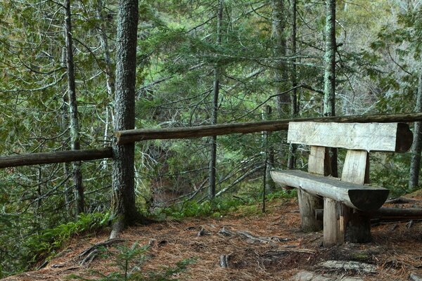 Banc en bois dans la forêt de conifères