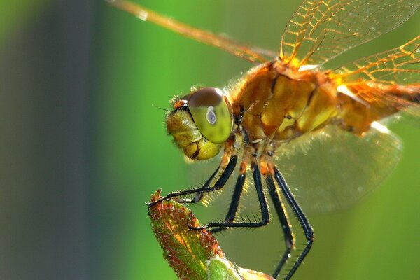 Transparent wings. A dragonfly is sitting on a leaf