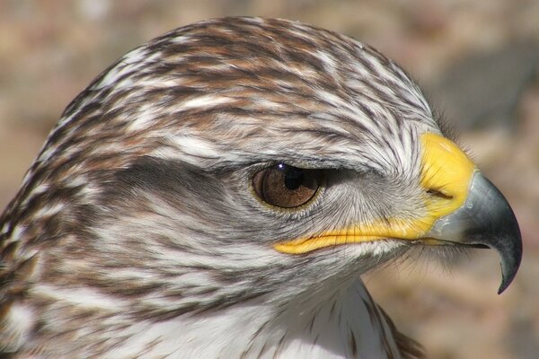 Scharfer Blick in die Ferne gerichtet