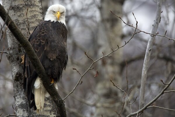 The most important eagle in the world