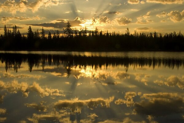 Reflejo del bosque en el agua