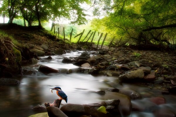 A bird on the rocks by a mountain stream