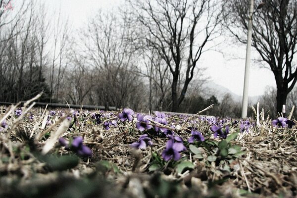 Bright purple flowers on autumn grass