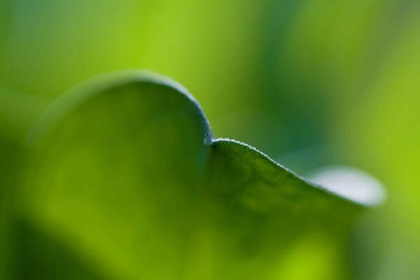 A clear edge of a green leaf on a blurry background