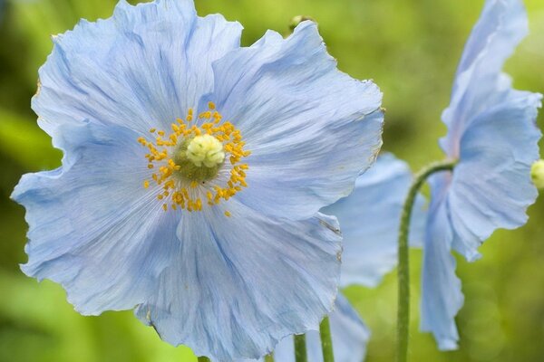 Beautiful wildflowers of light blue petals