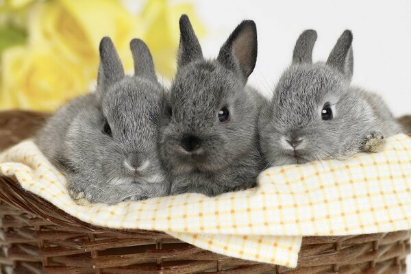 Three bunnies in a basket