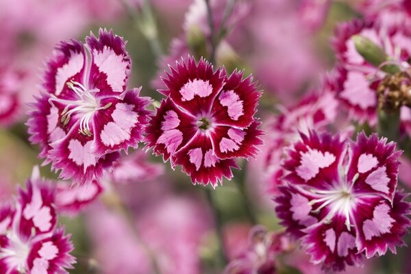 Macro con Vespa su Fiori di colore rosato